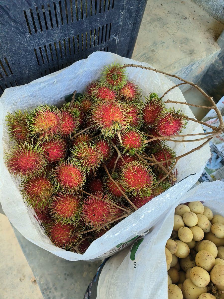 红毛丹